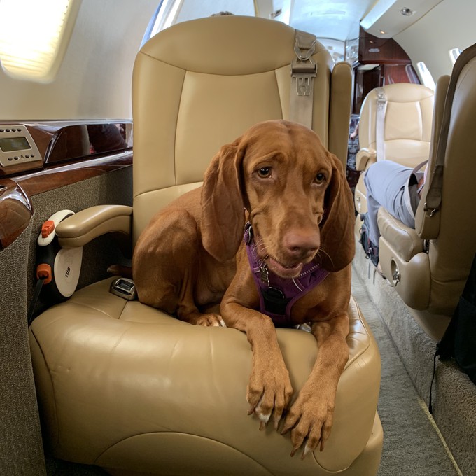 Pets on jets: Dogs, cats welcome on board Elite Jets flights