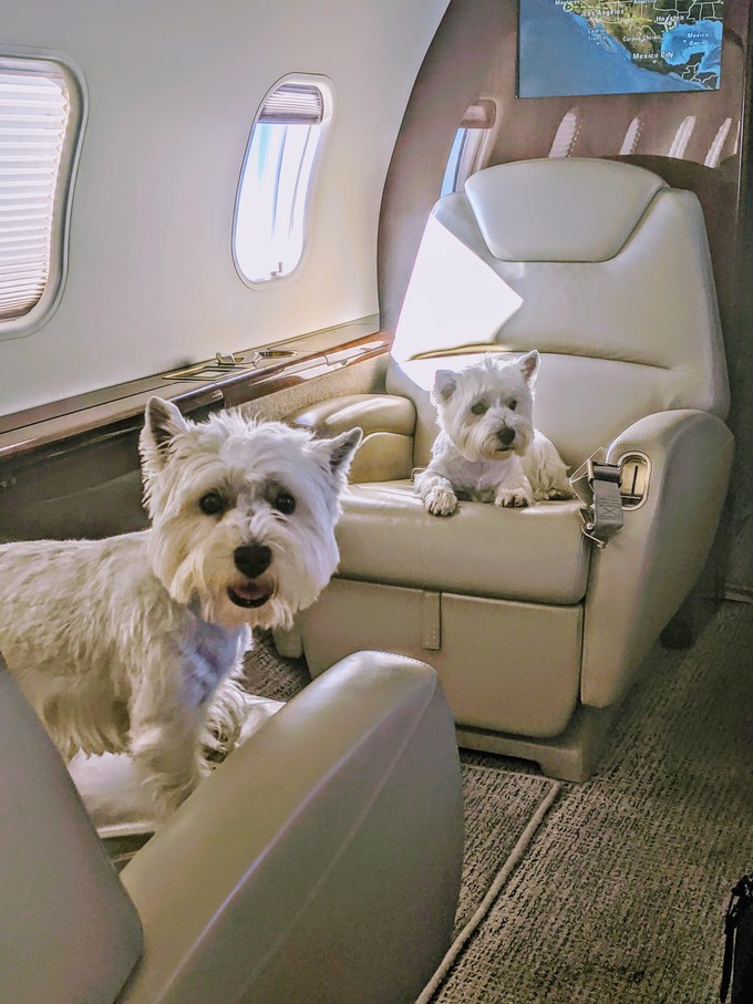 Pets on jets: Dogs, cats welcome on board Elite Jets flights